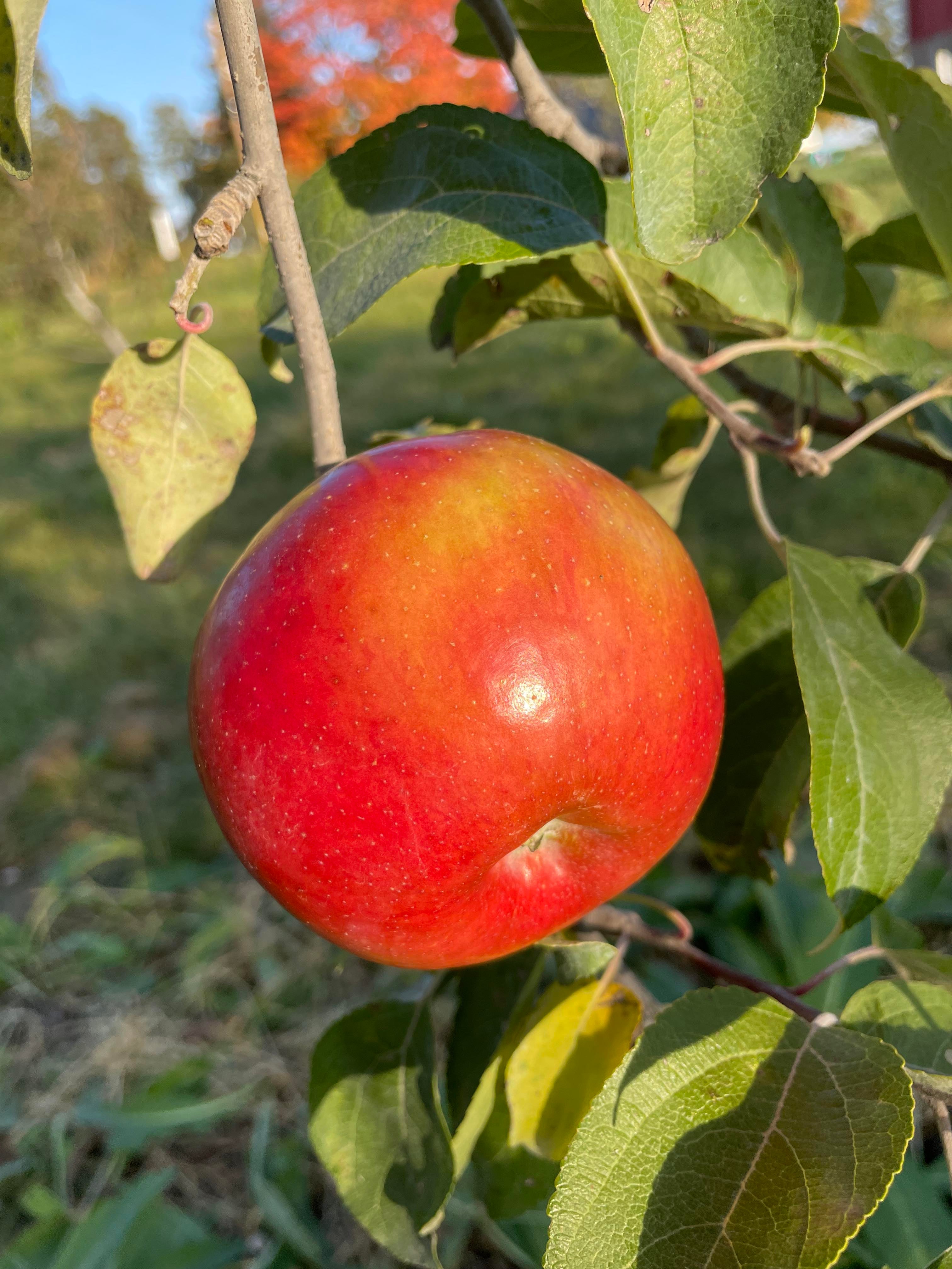 Apple Varieties | Twin Oaks Orchard